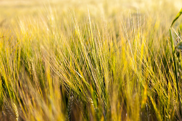 Image showing ripening cereals in the field