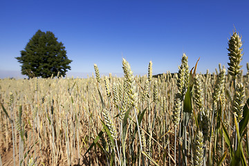 Image showing farm field cereals