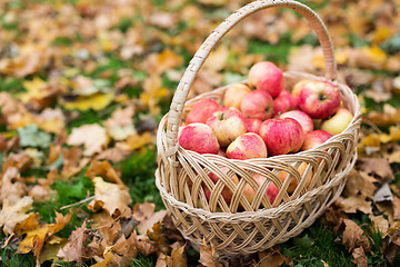 Image showing wicker basket of ripe red apples at autumn garden