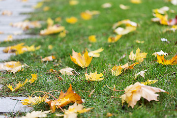 Image showing fallen autumn maple leaves on green grass