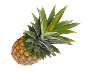 Image showing Pineapple