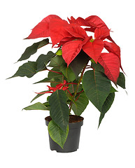 Image showing Poinsettia