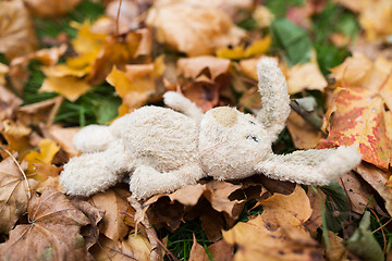 Image showing toy rabbit in fallen autumn leaves