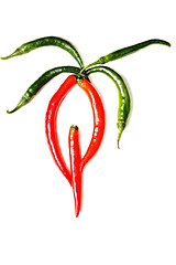 Image showing Chilli palm