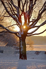 Image showing Winter tree sunset
