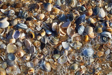 Image showing Sheels on the seashore