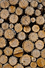 Image showing Log wood pile