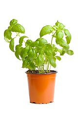 Image showing Basil in pot