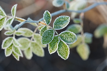 Image showing Frozen leaves with frost