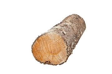 Image showing Log wood pile