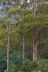 Image showing Trees in the woods