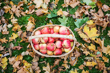 Image showing wicker basket of ripe red apples at autumn garden