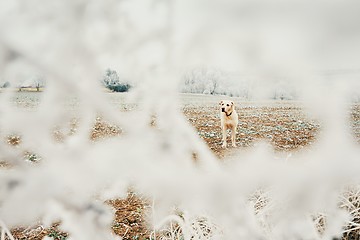 Image showing Frosty day with dog