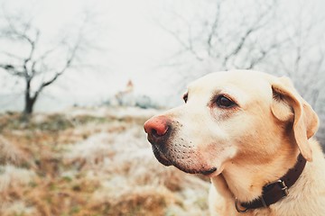 Image showing Frosty day with dog