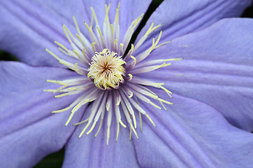 Image showing Flax flowers close up