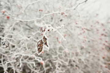 Image showing Leaves under ice crystals