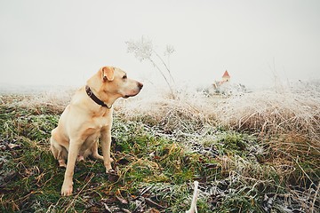 Image showing Frosty day with dog