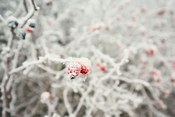 Image showing Rose hip under ice crystals