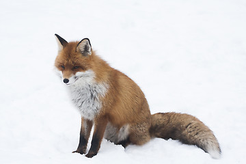 Image showing sitting fox