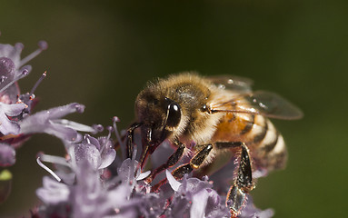 Image showing honey bee