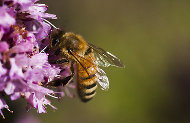 Image showing honeybee