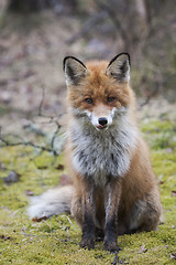 Image showing sitting fox