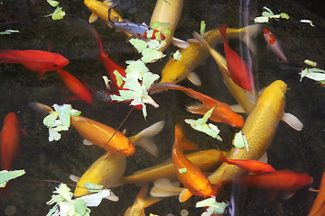 Image showing Ornamental goldfish