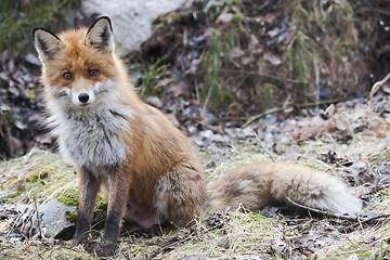 Image showing begging red fox