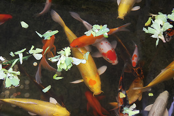Image showing Ornamental goldfish