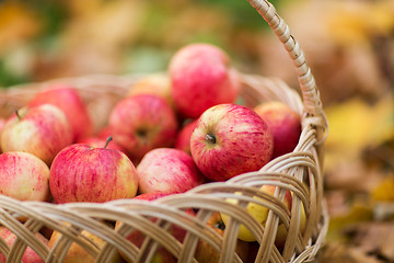 Image showing wicker basket of ripe red apples at autumn garden