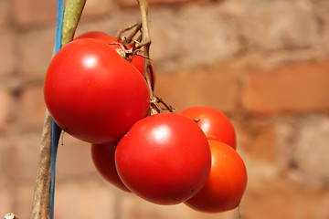 Image showing Vine tomatoes