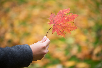 Image showing close up of woman hands with autumn maple leaves