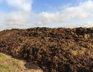 Image showing are landed in a pile of manure