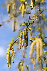 Image showing birch trees in spring