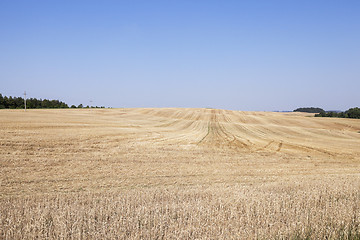 Image showing Agricultural field with wheat