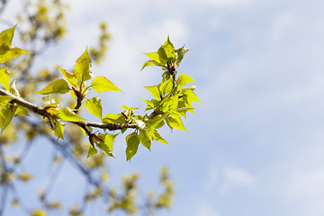 Image showing linden trees in the spring