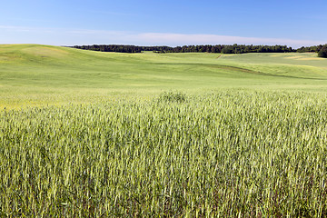 Image showing Field with cereal