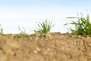 Image showing young grass plants, close-up