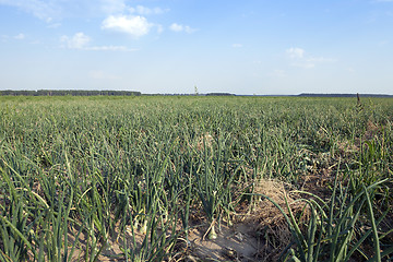 Image showing field with green onions