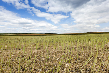 Image showing collection rapeseed crop