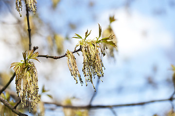 Image showing flowering maple tree