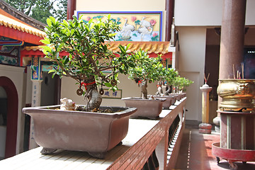 Image showing Plants in chinese temple