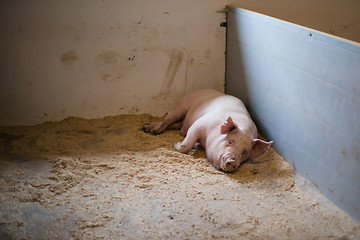 Image showing Pig lying in a stable
