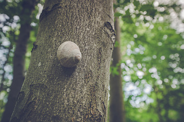 Image showing Escargot snail on a tree