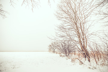 Image showing Lonely trees in the snow