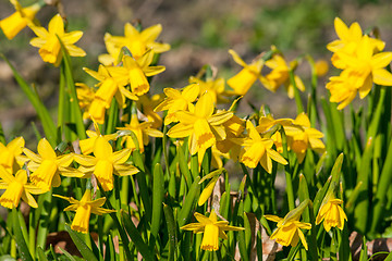 Image showing Daffodils in a garden in the spring