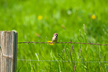 Image showing Sparrow sitting in rural environment