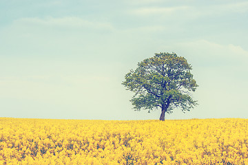 Image showing Tree on a rapeseed field