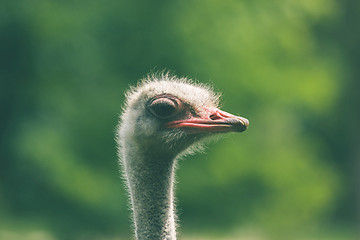 Image showing Ostrich headshot on green background