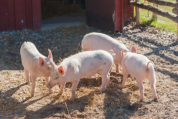 Image showing Cute pink piglets in a pigsty